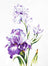 Cross Stitch Kit Luca-S - Irises, B2251