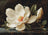 White flower with green leaves on a dark background