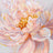 Close-up of a pink flower with a textured background