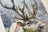 Cross Stitch Kit Luca-S - Christmas Deer, (B598)