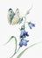 Butterfly and bluebell flowers on a white background